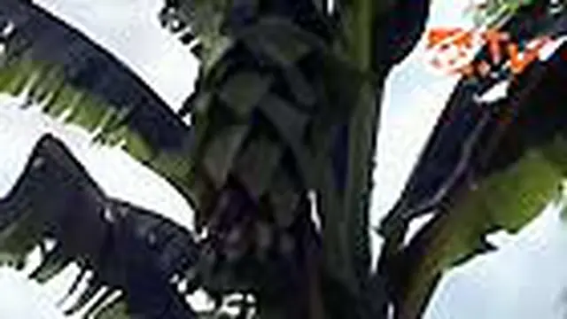 Pohon Pisang Ajaib Gegerkan Warga