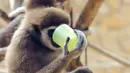 Seekor siamang meminum teh hangat di kebun binatang Debrecen, Budapest, Hungaria, Rabu (25/1). Pihak pengelola kebun binatang memberikan minuman hangat kepada para hewan untuk menghangatkan tubuh saat udara dingin. (Zsolt Czegledi/MTI via AP)