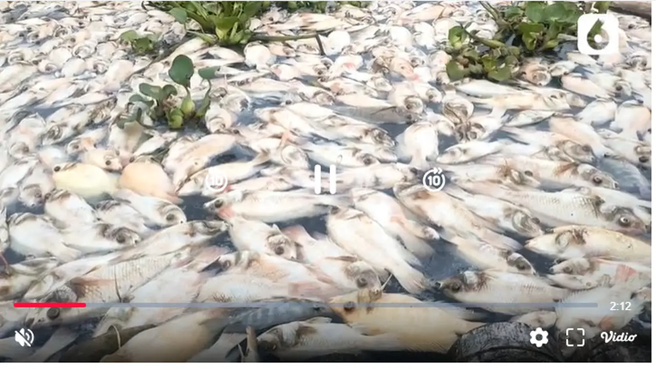 Puluhan Ton Ikan di Boyolali Mati Mendadak