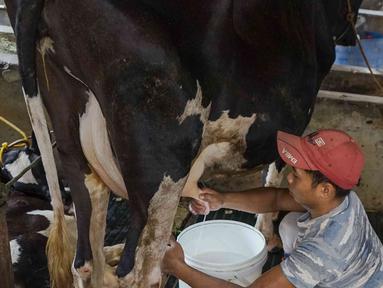 Pekerja memerah susu sapi di salah satu peternakan sapi perah kawasan Duren Tiga, Jakarta, Rabu (25/5/2022). Menurut pekerja, isu wabah Penyakit Kuku dan Mulut (PMK) akhir-akhir ini tidak berpengaruh terhadap penjualan susu sapi. (Liputan6.com/Herman Zakharia)