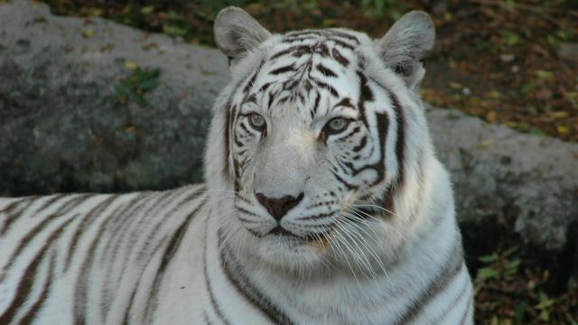 White Tiger