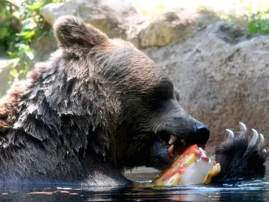 Seekor beruang menjilati es untuk mendinginkan diri selama gelombang panas di kebun binatang "Bioparco" di Roma, Italia (25/7). (AFP Photo/Tiziana Fabi)
