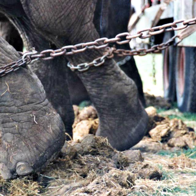 5 Kisah Pilu Bintang Sirkus Global Liputan6 Com