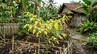 Cara Mengatasi Daun Cabai Menguning agar Tanaman Sehat dan Berbuah Lebat