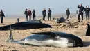 Warga menyaksikan paus pilot yang mati terdampar di Pantai Calais, Prancis, Senin (2/11). Enam dari 10 paus ditemukan sudah mati terdampar di pantai, sedangkan empat ekor paus berhasil diselamatkan petugas dan dikembalikan ke laut. (AFP/ Denis Charlet)