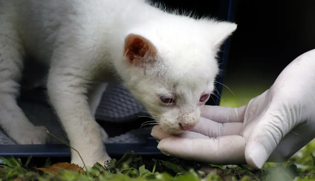Anak Jaguarundi yang diduga albino (Herpailurus yagouaroundi) bermain di Taman Konservasi Medellin, Kolombia, Kamis (23/12/2021). Jaguarundi kecil harus hidup di penangkaran karena albinismenya mencegahnya berburu, berkamuflase dan melindungi diri dari predator di alam liar. (FREDY BUILES/AFP