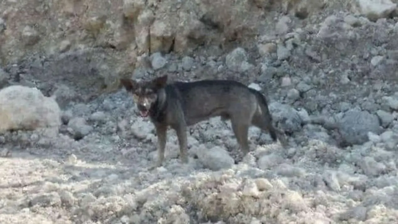 Viral Anjing Liar Temukan Bayi Dibuang di Tempat Sampah
