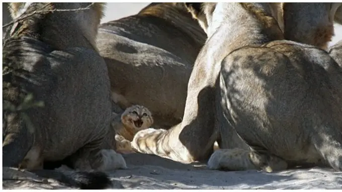 Foto : copyright dailymail.co.uk