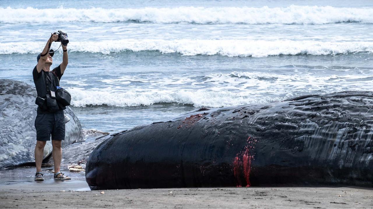 FOTO: Terdampar Sebelum Tsunami,  Misteri Paus Sperma di Pantai Jepang