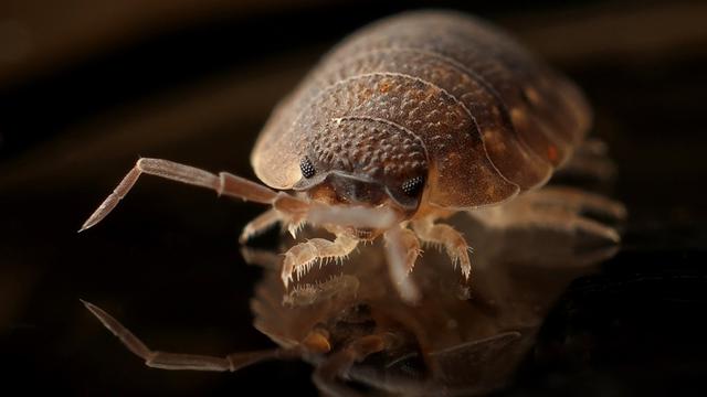 Ilustrasi kutu busuk