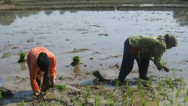 Menanam Padi di Kebun Wisata Pasirmukti (Sumber: pasirmukti.co.id)