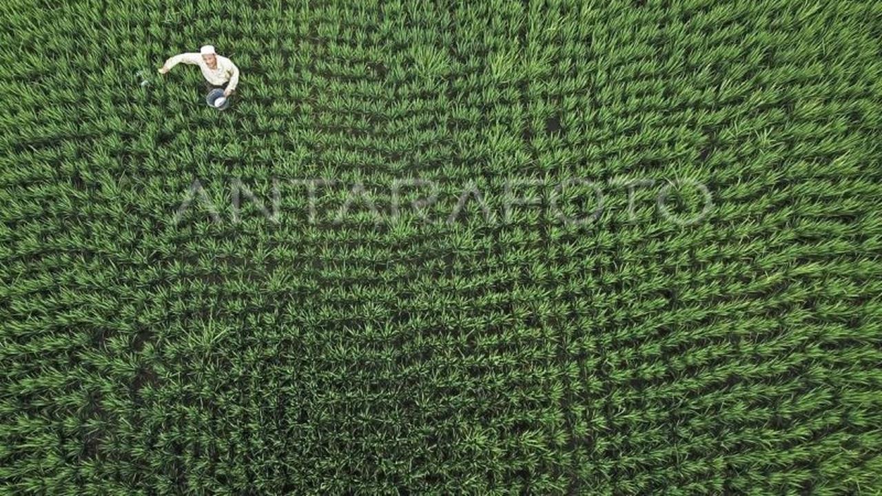 Pupuk Bersubsidi NTB di Awal 2026: Harapan Baru Petani dan Tantangan Pengawasan Digital