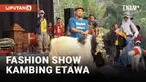 Sejumlah kambing unjuk gigi dalam Fashion Show di Kulon Progo. Fashion show yang digelar oleh Desa Wisata Purwosari bekerjasama dengan Dinas Pariwisata Kabupaten Kulon Progo itu bertajuk Ramban Festival.