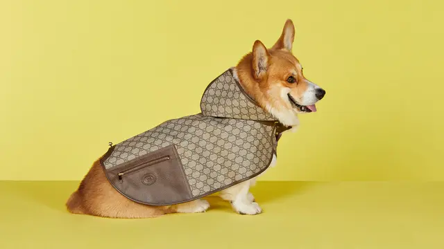 Bukan Cuma Manusia, Deretan Brand Luxury Ini Punya Koleksi yang Bikin Hewan Peliharaan Tampil Mewah