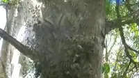 Serangan Ulat Bulu Hitam Putih di Pohon Cendana NTT