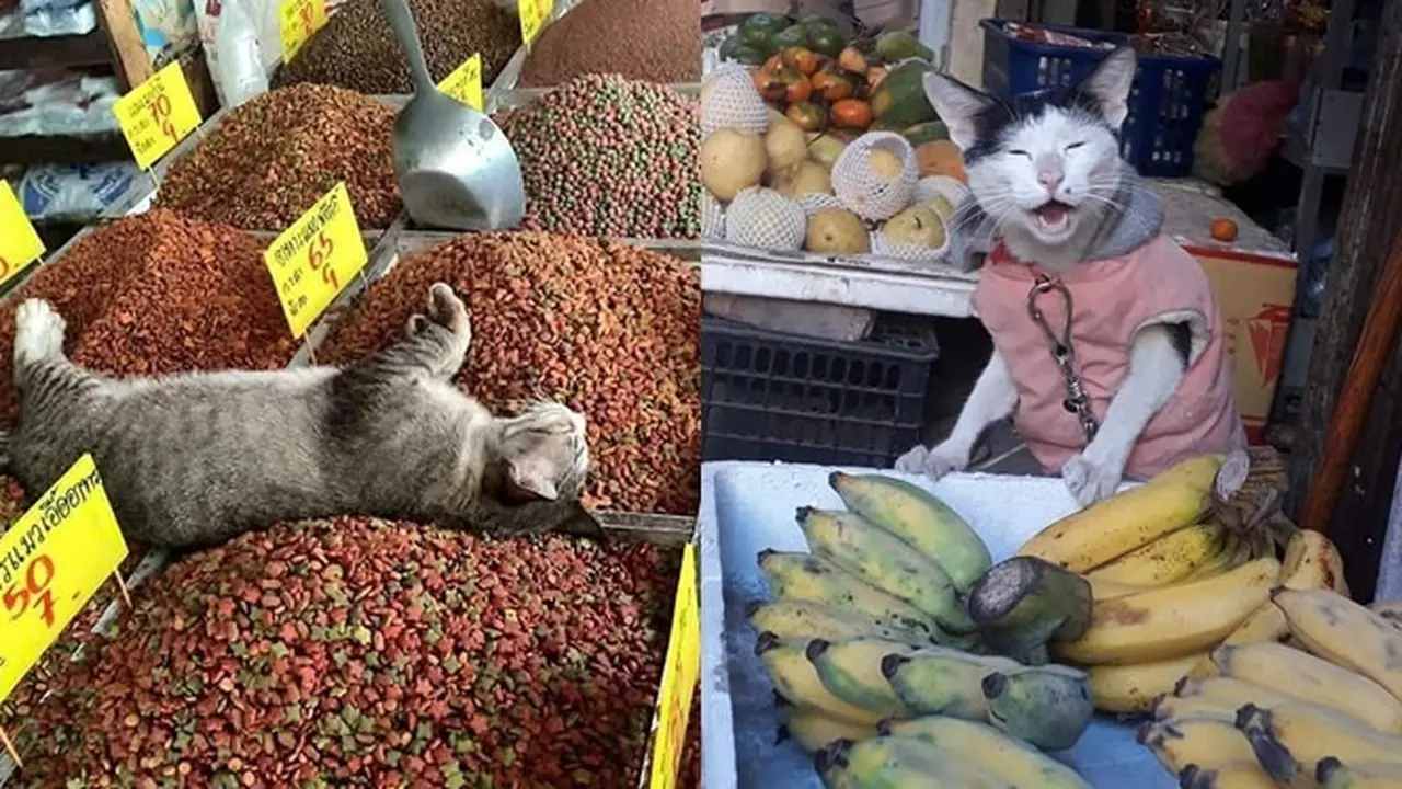 6 Tingkah Kucing di Pasar Ini Nyeleneh Banget, Bikin Penjual dan Pembeli Heran