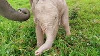 Anak gajah Sumatera betina lahir di Taman Nasional Way Kambas, pada 26 Februari 2024. (dok. Biro Humas KLHK)