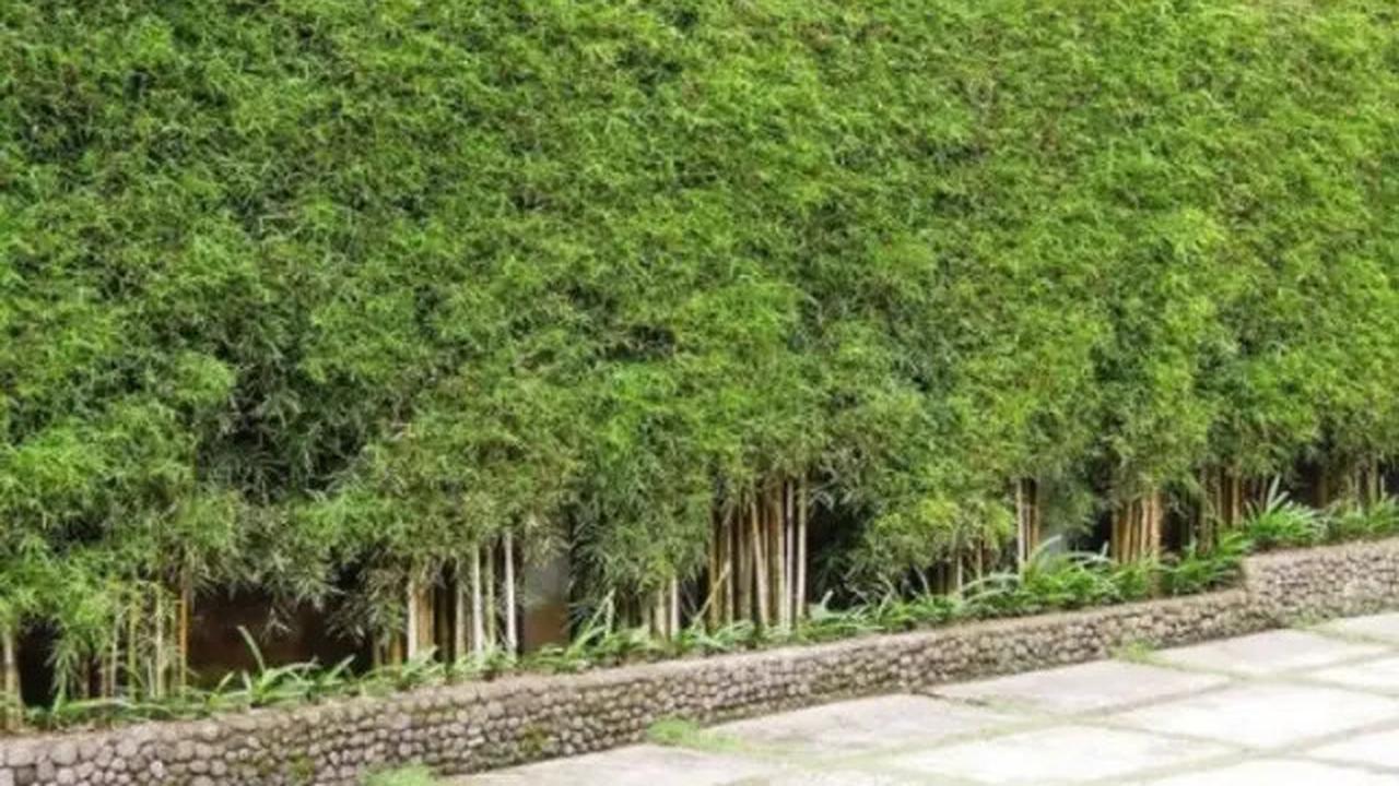 Tanaman yang Terlihat Indah tapi Bisa Mengundang Ular Masuk Rumah, Kenali Jenisnya Sebelum Terlambat