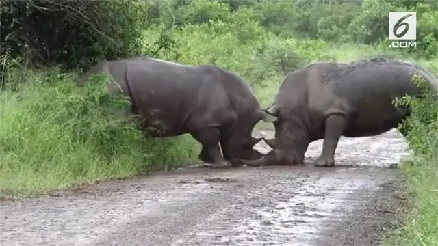VIDEO: Perkelahian Badak Bercula Satu Berebut Wilayah
