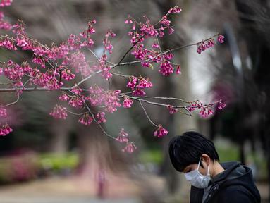 Berita Bunga Sakura Hari Ini Kabar Terbaru Terkini Liputan6 Com
