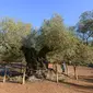 Suasana di kebun pohon zaitun tertua di Uldecona, Spanyol (6/12). Uldecona terkenal dengan perkebunan zaitun yang luas. (AFP Photo/Jose Jordan)