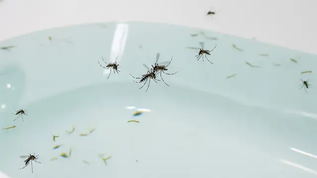 Genangan Air Bersih sebagai Sarang Utama Aedes Aegypti