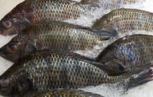 Kenali Kandungan Kolesterol dalam Ikan Nila, Alternatif Protein Sehat dalam Menu Lebaran