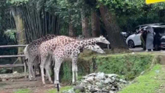 Tanpa Kapok! Pengunjung Safari Bogor Viral Keluar Mobil di Zona Satwa Liar