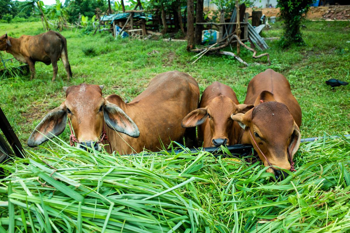 Ilustrasi Sapi Kurban