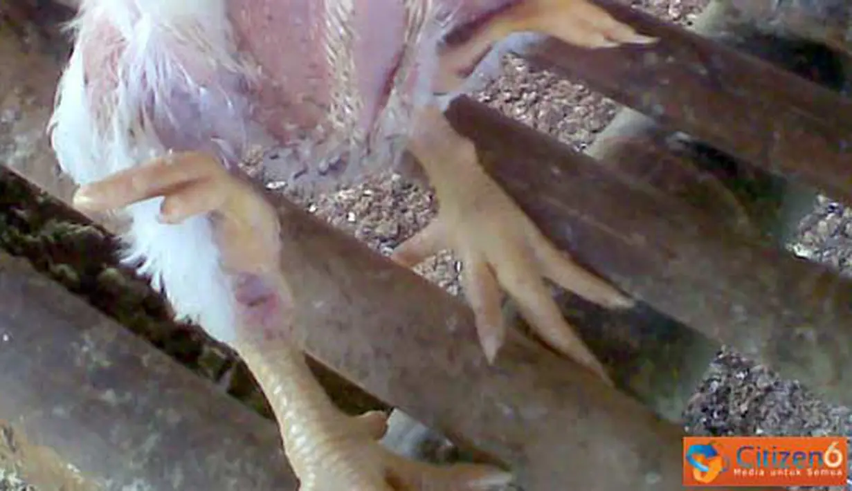 Citizen6, Sragen: Ayam yang mempunyai empat kaki. (Pengirim: Slamet Widodo)