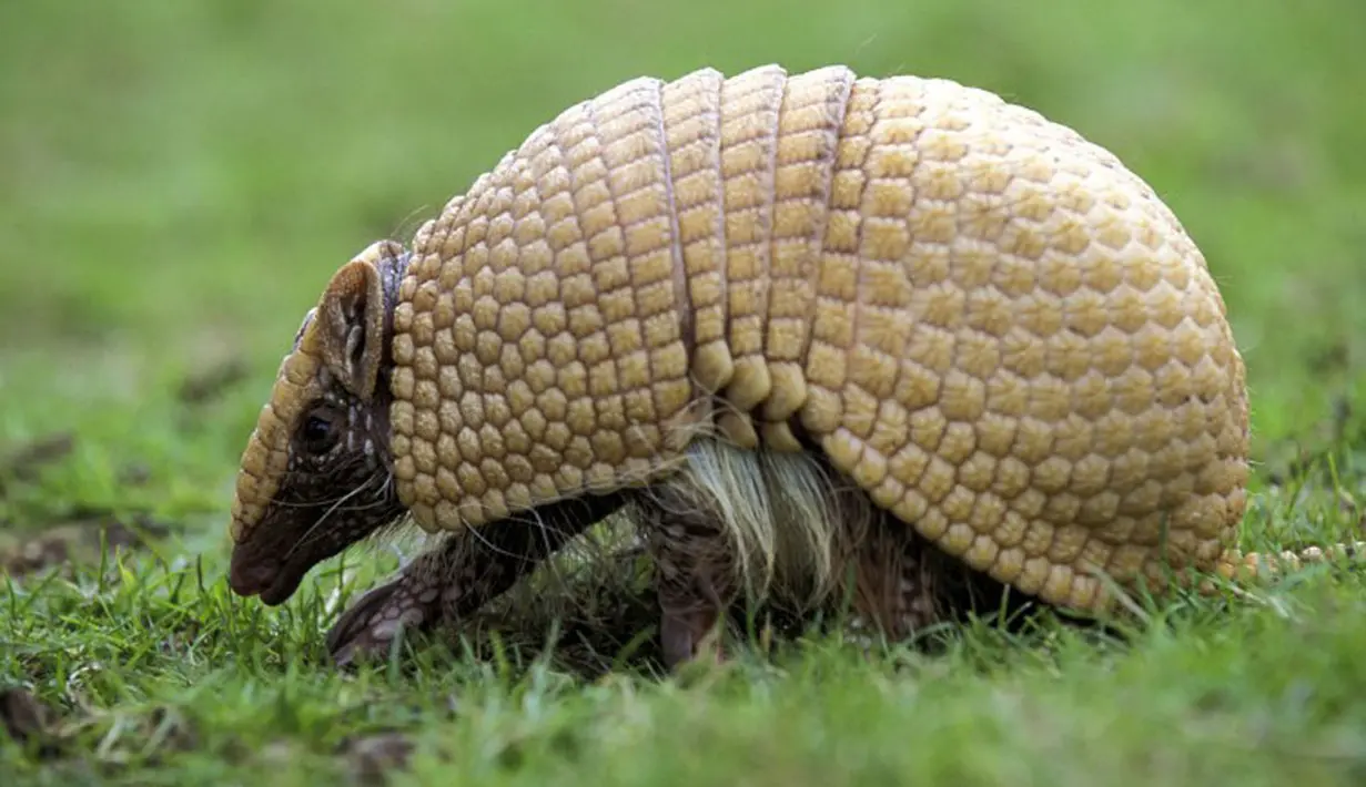 Panjang normal armadillo ini adalah 75 cm (termasuk ekor). Armadillo raksasa, armadillo terbesar mencapai panjang 90 cm (fifa.com).  