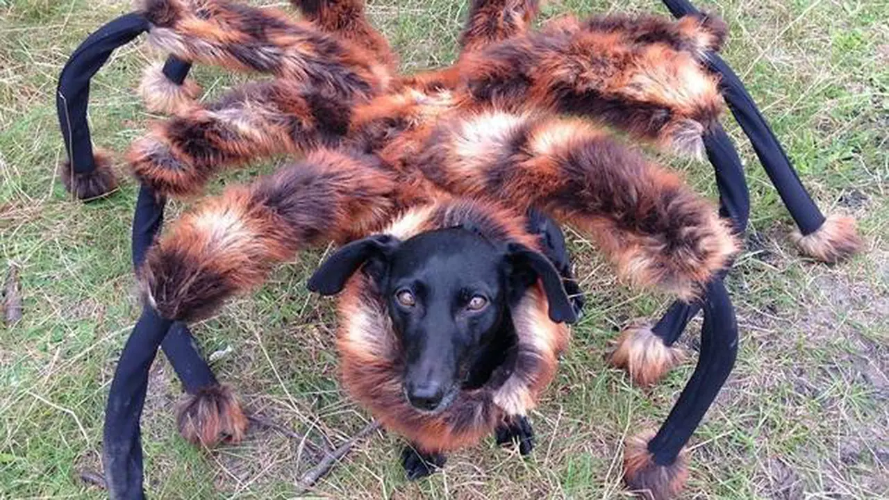 Laba-laba Raksasa Berkepala Anjing Bikin Warga Kocar Kacir
