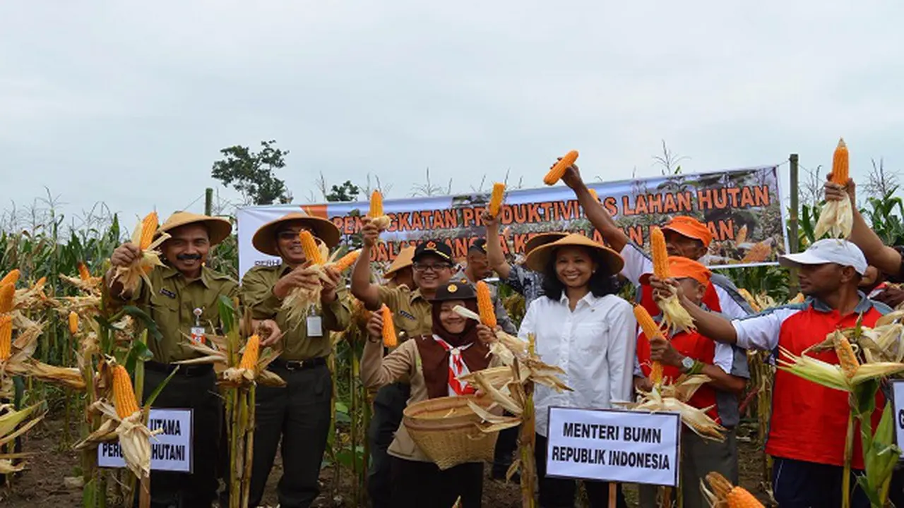 Menteri Rini Panen Raya Jagung Hasil Sinergi BUMN