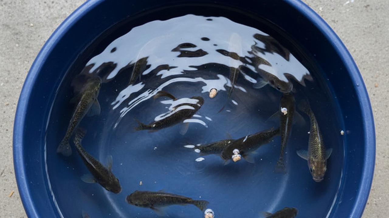 Jenis Ikan yang Bisa Diternak Cuma Pakai Ember, Budikdamber untuk Pemula