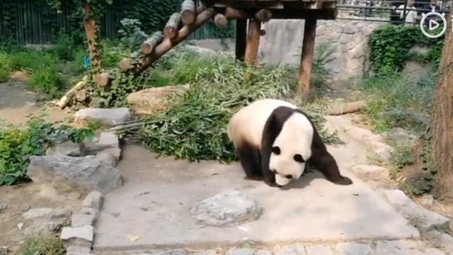 Pengunjung di Cina Lempar Batu ke Panda