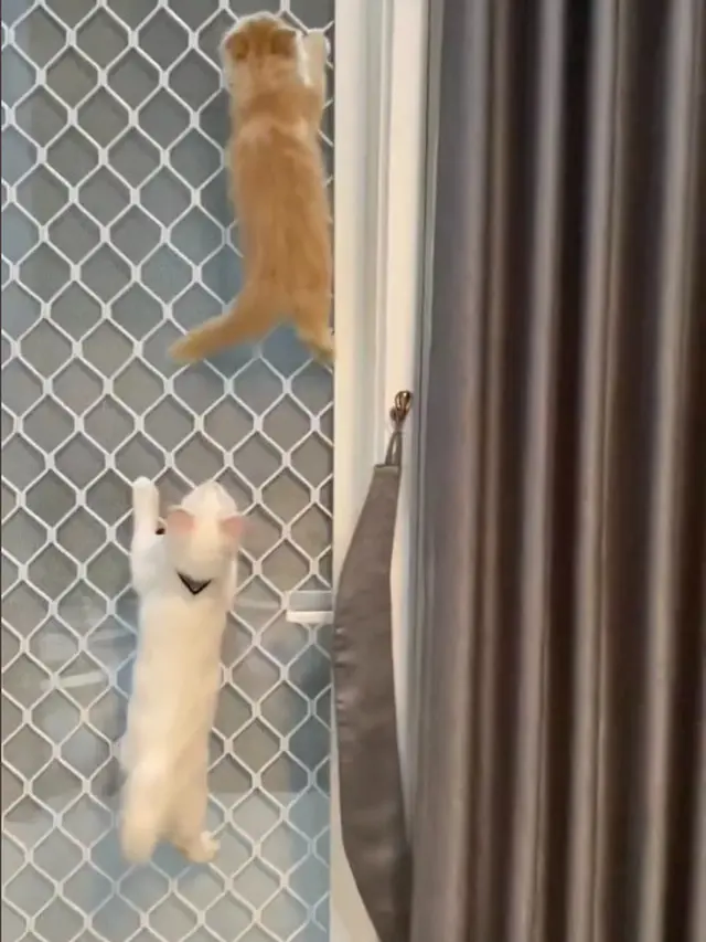 6 Potret Kucing Lihai Panjat Jendela Ini Bikin Geleng Kepala, Ada Saja Tingkahnya