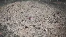 Butiran batu ruyi yang berhasil didapatkan dari penambangan Gemfields di Montepuez, Mozambik (14/2). Batu ini bisa memiliki harga yang lebih tinggi daripada Berlian (Diamond) yang berukuran sama. (AFP/John Wessels)