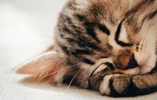 7 Bahaya Bulu Kucing bagi Pernapasan, Cat Lover Wajib Tahu