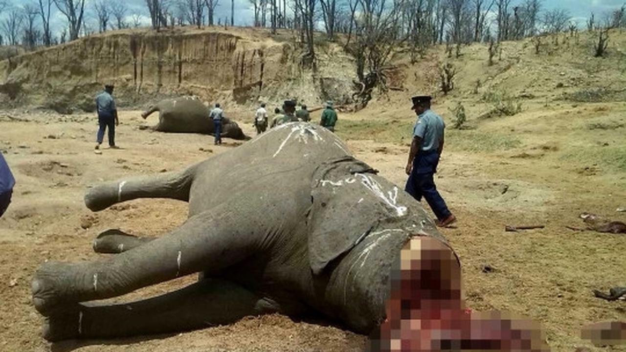 Mengenaskan, puluhan gajah di Zimbabwe ditemukan mati tanpa kepala
