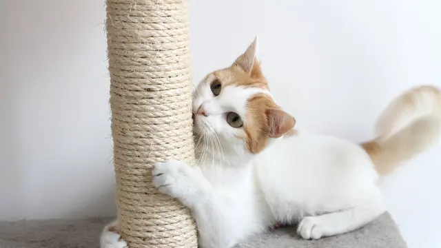 Ilustrasi kucing/Shutterstock.