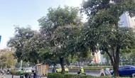 Tabebuya Bermekaran di Jakarta, Ribuan Pohon Tambahan Siap Ditanam