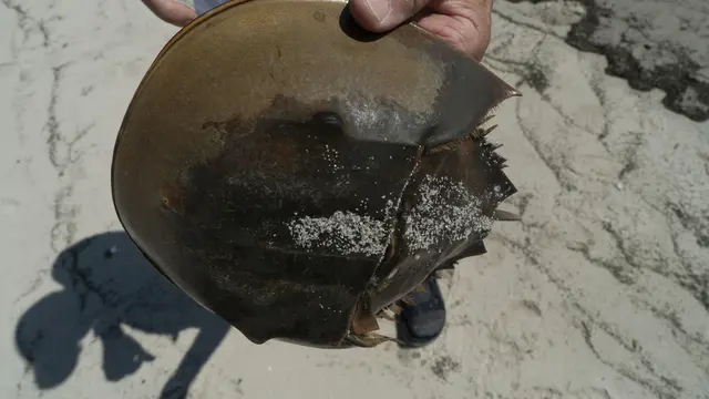 Kepiting Tapal Kuda. (INZAURRALDE AFP)