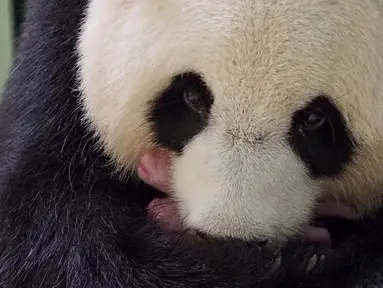 Panda raksasa Huan Huan bersama anak kembarnya yang baru dilahirkan berada dalam kandang di Beauval Zoo, Saint-Aignan-sur-Cher, Prancis, 1 Agustus 2021. Huan Huan yang berarti "Bahagia" dalam bahasa China adalah panda betina yang dipinjamkan China ke ZooParc de Beauval. (Guillaume SOUVANT/AFP)