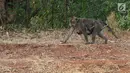 Seekor monyet membawa anaknya saat berkeliaran di kawasan Pantai Indah Kapuk (PIK), Jakarta, Selasa (17/9/2019). Kawanan monyet yang berasal dari Suaka Margasatwa Muara Angke tersebut keluar dari habitatnya ke jalan untuk mencari makanan. (Liputan6.com/Herman Zakharia)