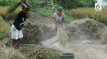 Abu vulkanik Gunung Agung menempel pada batang padi hingga sebabkan petani gagal panen.