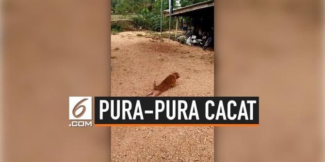 VIDEO: Anjing Pura-pura Cacat Demi Cari Perhatian