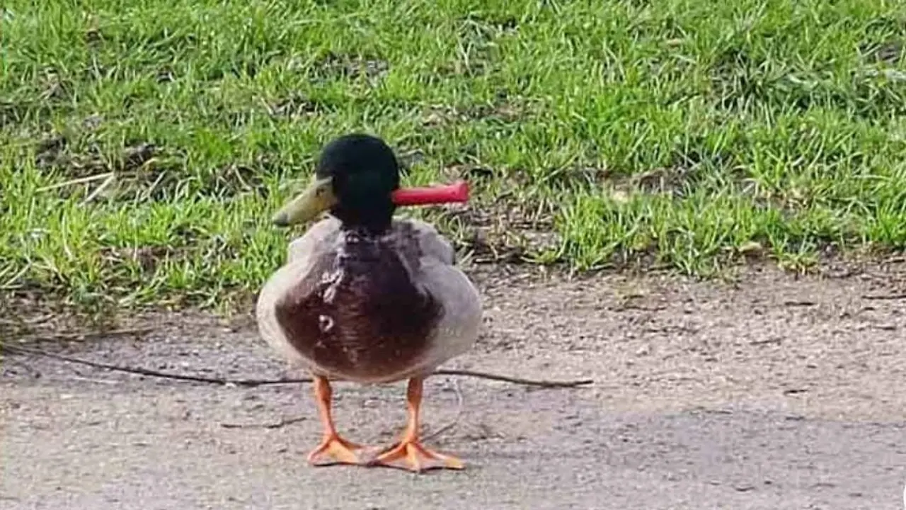 Foto bebek liar yang lehernya tertancap oleh pisau (Tangkapan layar dari dunyanews.tv)