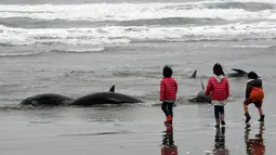 Lebih dari 130 lumba-lumba berkepala ikan paus (Pephonocephala Electra) terdampar di pantai Hokota, Jepang, Jumat (10/4/2015). Beberapa anak melihat dari dekat sejumlah ikan yang terdampar dipinggir pantai Hokota. (AFP PHOTO/Toshifumi Kitamura)