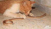 Apa yang Harus Dilakukan Saat Kucing Bawa Pulang Ular ke Rumah? Ini Cara Mencegahnya