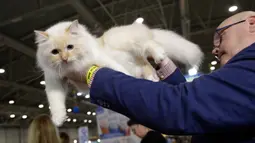 Seorang juri mengamati kucing Persia dalam kontes kecantikan di Roma, Italia pada 6 November 2019. Ratusan kucing bersaing dalam kompetisi kecantikan kucing yang diadakan selama akhir pekan di ibu kota Italia tersebut. (AP Photo/Alessandra Tarantino)